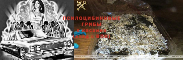 прущие грибы Приозерск
